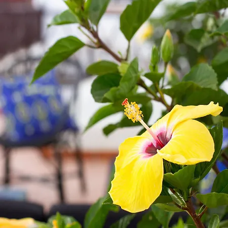 Aminta 3* Las Palmas de Gran Canárias