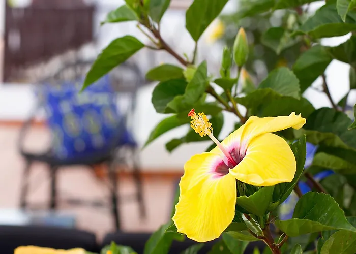 Aminta 3* Лас-Пальмас-де-Гран-Канарія